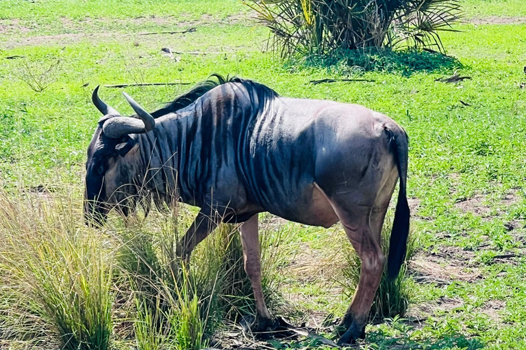 Dar es Salaam : safari de 2 jours dans le parc Mikumi en train de luxeDar es Salaam : circuit de 2 jours dans le parc Mikumi en train de luxe