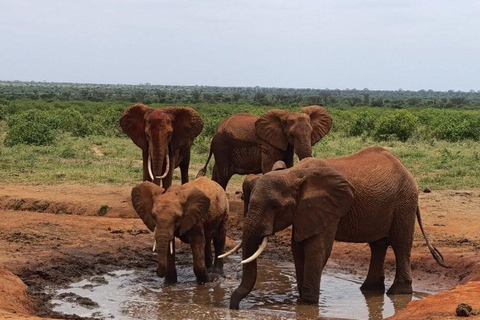 5days Tour Tsavo East & west,Amboseli from Mombasa / Nairobi