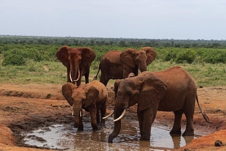 5days Tour Tsavo East & west,Amboseli from Mombasa / Nairobi