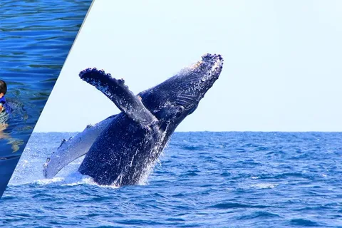 COMBO Observation des baleines + nage avec les dauphins à Puerto Vallarta