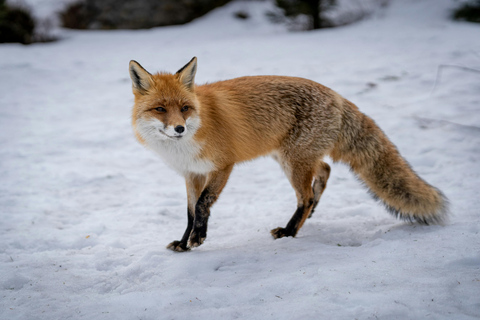 Rovaniemi: Ranua Wildlife Park Tour with Transfers Default