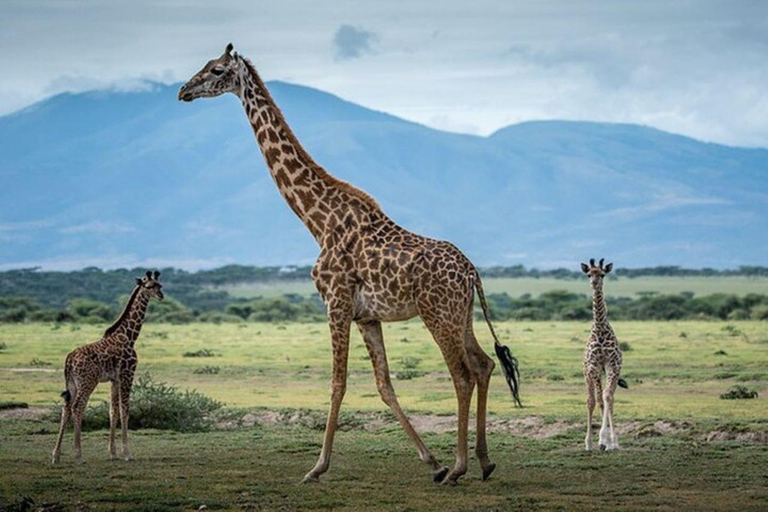 Arusha: Safári a pé pelo parque nacional com almoço