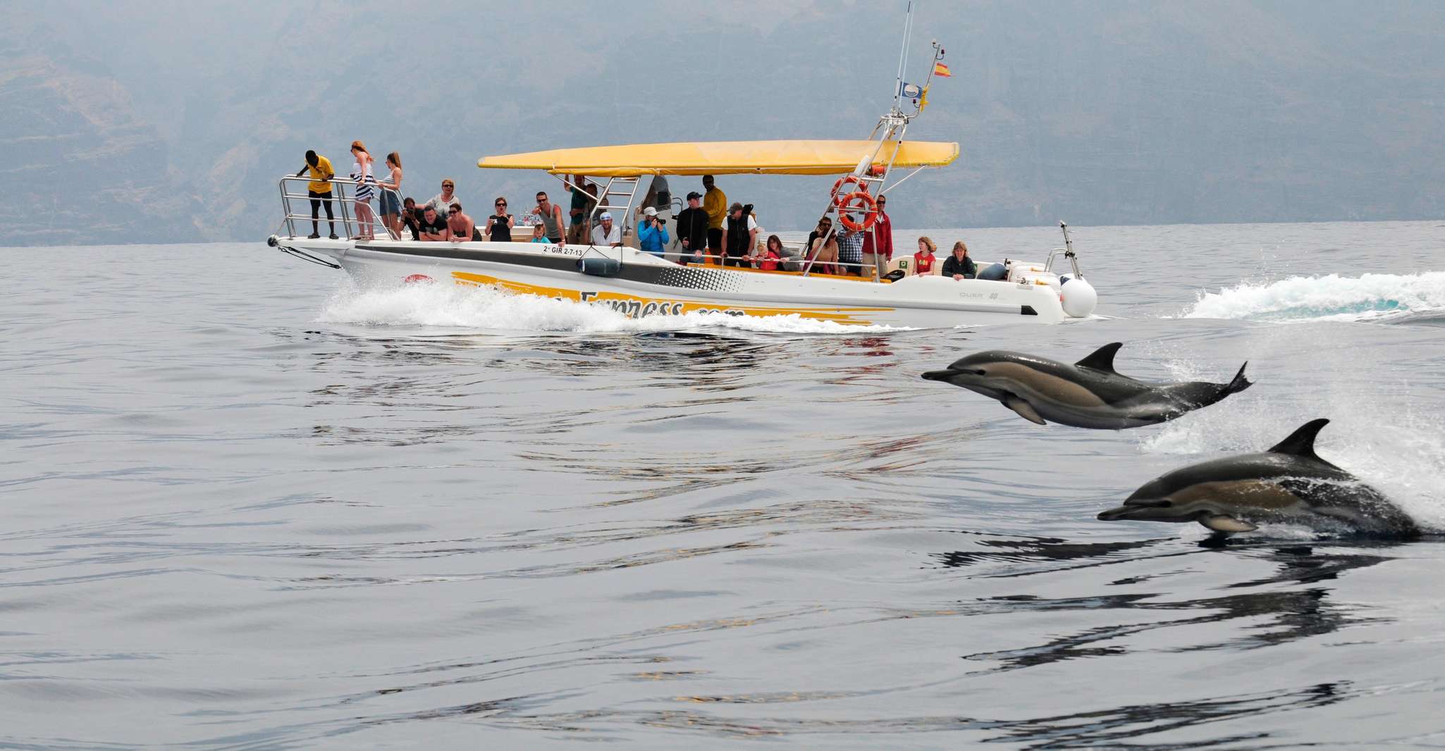 Los Gigantes, Dolphin & Whale Watching Cruise with Swimming - Housity