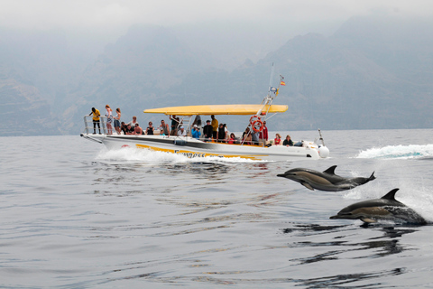 Los Gigantes: Delfin- & Whale-Watching-Bootsfahrt mit Schwimmen