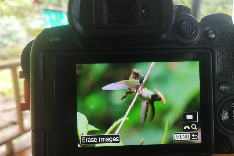 From Cusco: 4-Day Manu Cloud Forest Birdwatching Tour