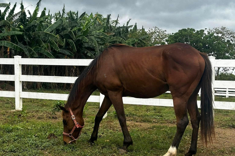 Batangas: Countryside Private Horseback Ride with Cafe Stop
