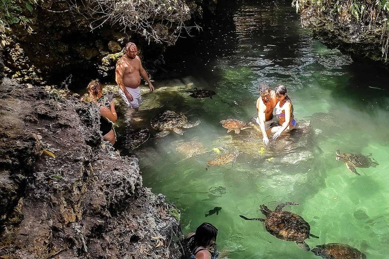 Nadar y alimentar a las tortugas marinas en el acuario de Baraka