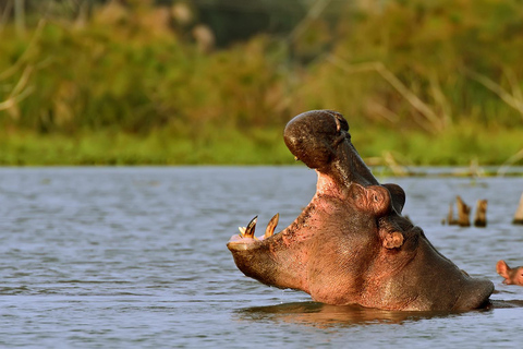 Excursión de un día a Hellsgate y el lago Naivasha desde Nairobi