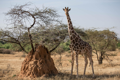 9-Day Kenya Safari with Accommodation & Meals