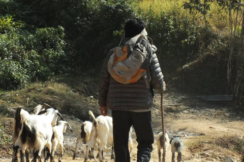 Nationaal park Shivapuri: Vredig en stil wandelenKathmandu-Nuwakot: Rustig en stil wandelen