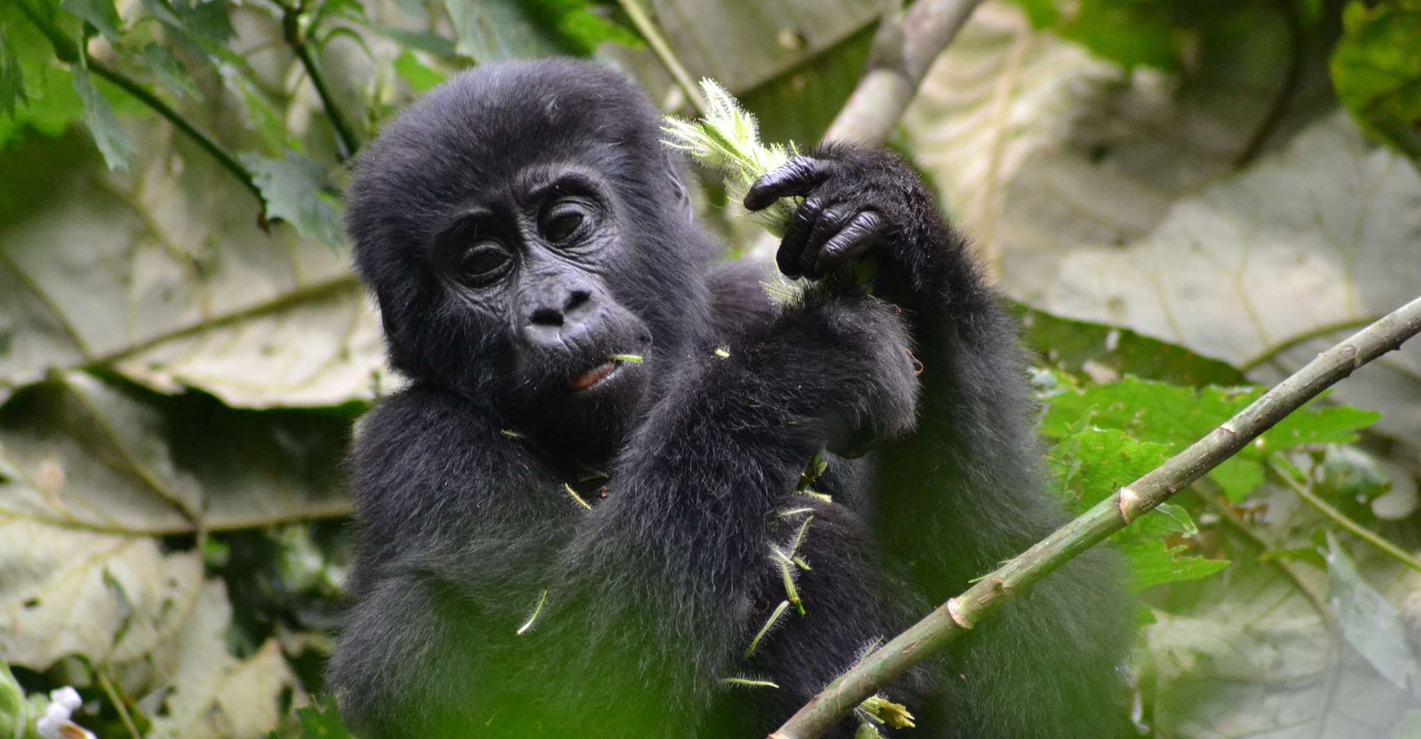 9 Tage Best of Uganda Safari mit Gorillas - Hizvo