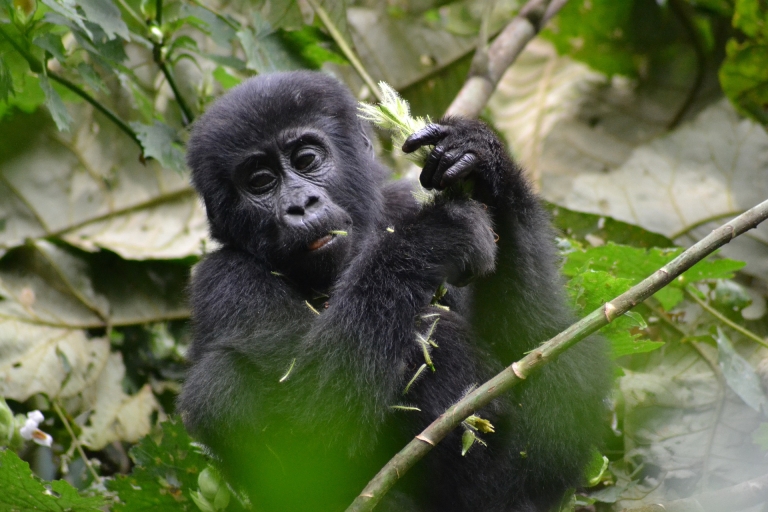 9 jours de safari dans le meilleur de l'Ouganda avec les gorilles