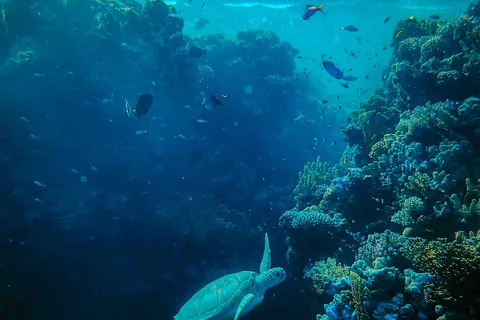 Îles Mamanuca : Une excursion d'une journée de 9 heures dans les îles