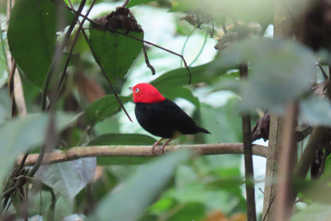 Vogelbeobachtung Pipeline Road Gamboa Town and Discovery Center