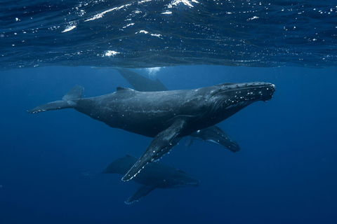 Moorea Shared Boat Tour Whale Swimming and Snorkeling Moorea 4H Shared Boat Tour Whale Swimming and Snorkeling