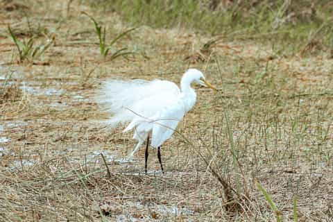 Everglades National Park: Airboat Tour and Wildlife Show
