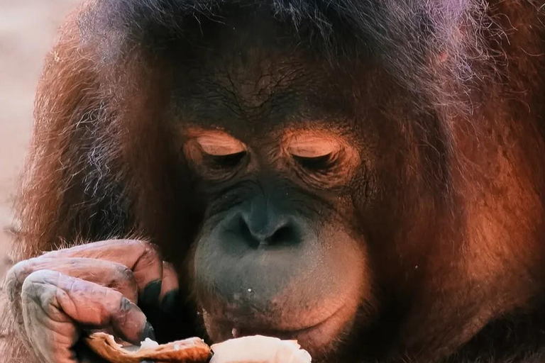 Bali: Safari Park and Tegenungan Waterfall Day Trip