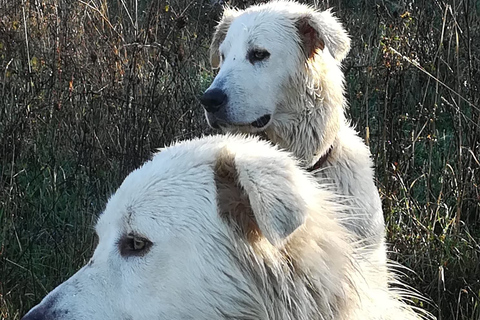Rimini: San Leo Cashmere Farm Experience San Leo Cashmere: Grazing with the Shepherd