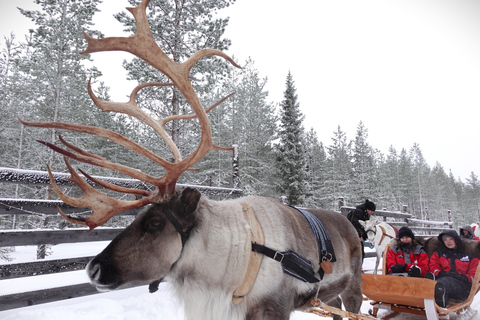 روفانيمي: رحلة على زلاجة الرنة عبر الغابة