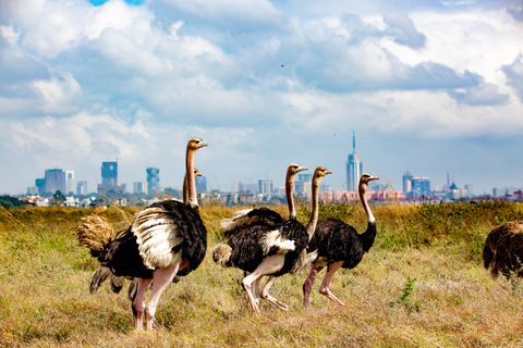 Nairobi: National Park Guided Game Drive Nairobi National Park Private Game Drive