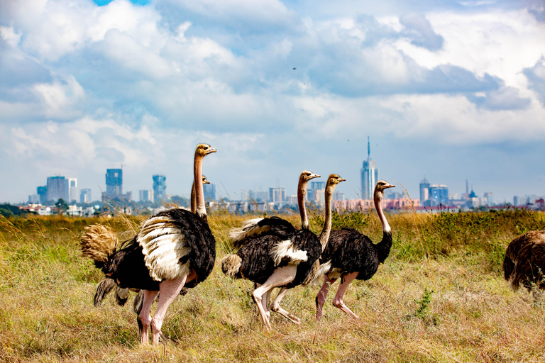 Nairobi: National Park Guided Game Drive Nairobi National Park Private Game Drive