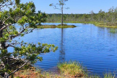Forest Bathing & Mindfulness Nature Retreat from Tallinn