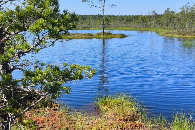 Forest Bathing & Mindfulness Nature Retreat from Tallinn