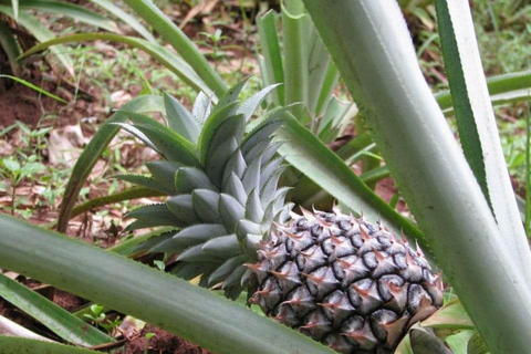 Zanzibar: wycieczka po przyprawach + wycieczka piesza po Stone Town