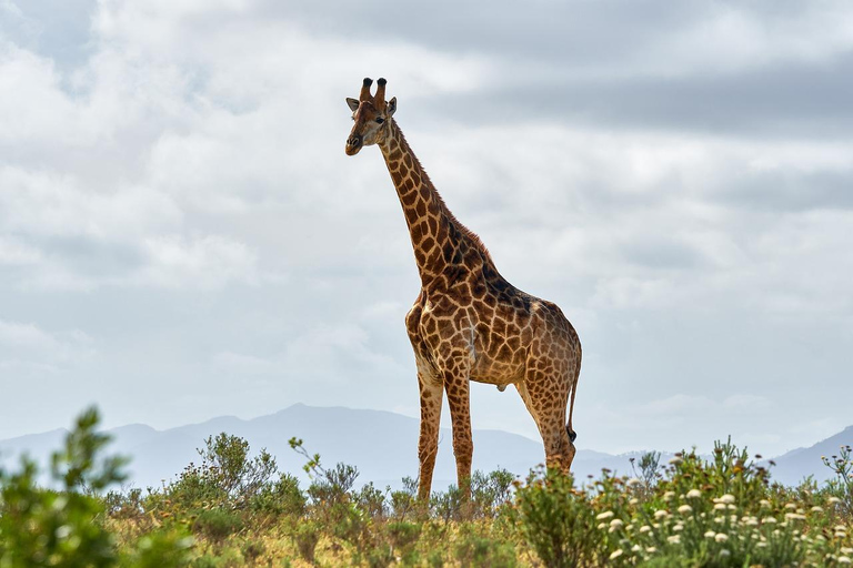 Safari de luxe à Mikumi - ZANZIBAR AU PN MIKUMI : 2 JOURS 1 NUIT