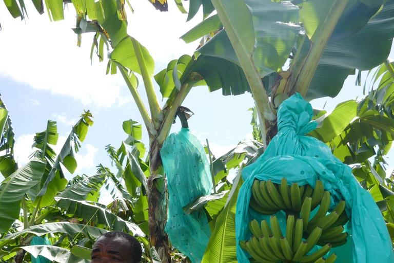 St. Lucia: Marigot Bay and Banana Plantation Tour