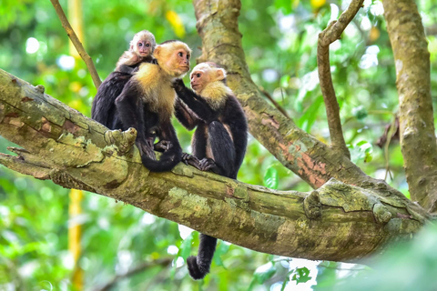 Manuel Antonio: Surfles voor iedereen - Costa Rica