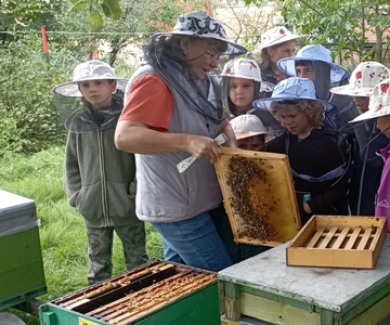 Corund, HR: Visita all'apicoltore, degustazione e apertura dell'alveare