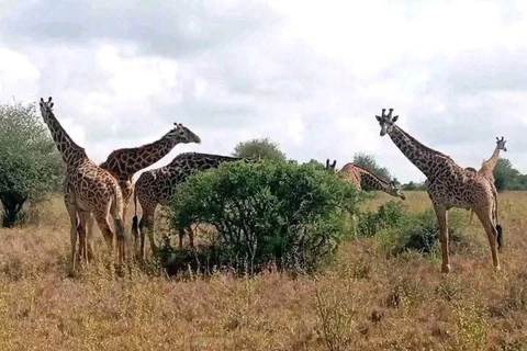 Nairobi National Park: Early Morning or afternoon adventure Early morning game drive in a Landcruiser JEEP