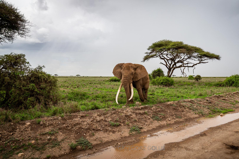 3-Day Amboseli and Tsavo East Safari Tour