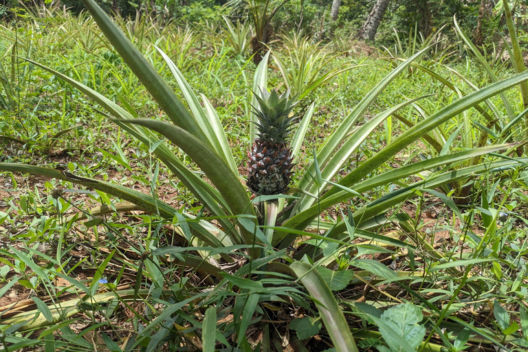 Spice Farm Bike Tour: Pedal Through Aromatic Adventures