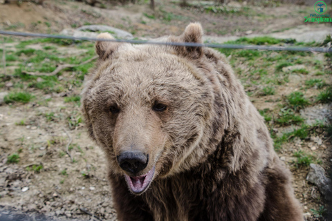 Day trip Bran Castle, Rasnov Fortress and Bear Sanctuary