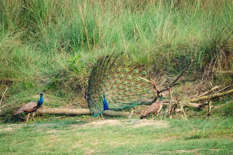 Chitwan: Jungle Safari with Wildlife & Cultural tour 3-Days