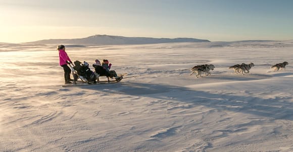 Near Reykjavik: Winter Dog Sledding for at Least 4 km