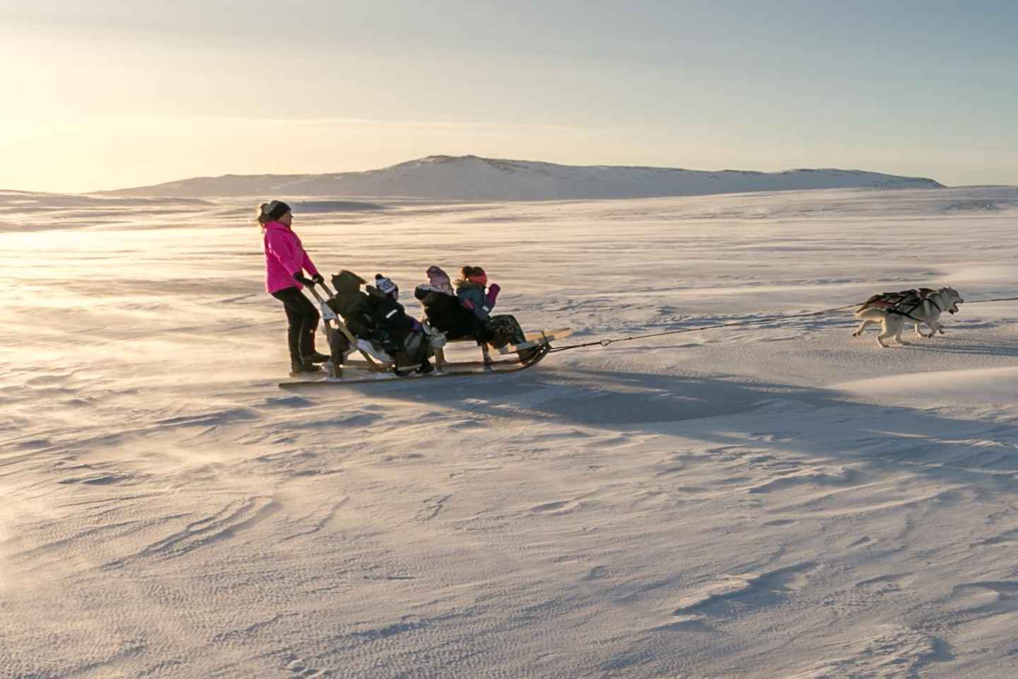 Winter Dog Sledding next to Reykjavik - Winter Dog Sledding next to Reykjavik