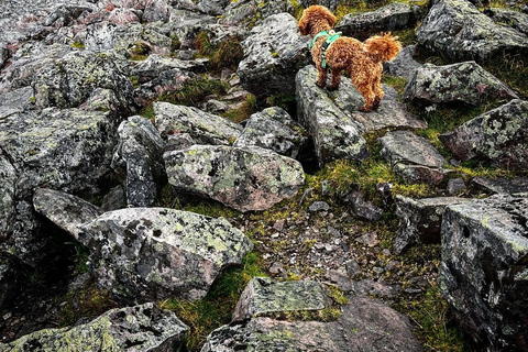 From Pitlochry: Schiehallion Guided Mountain Hike