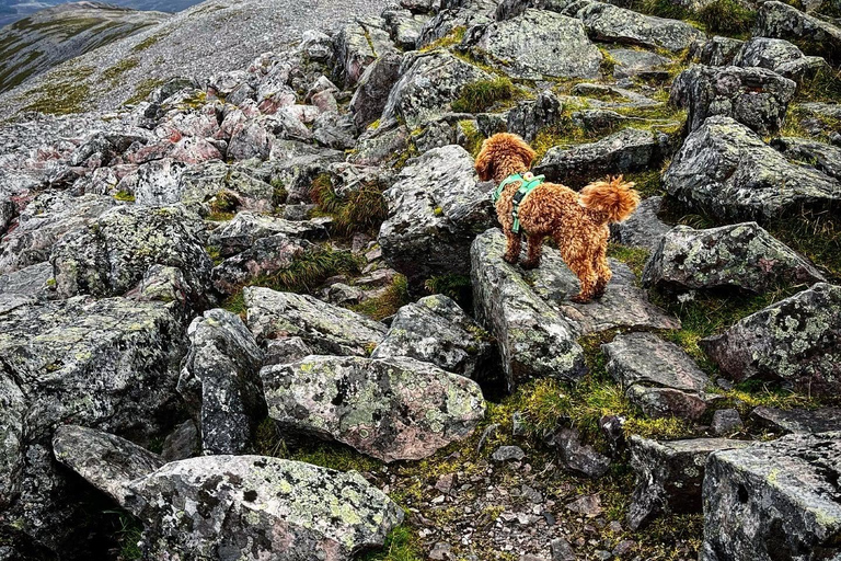 From Pitlochry: Schiehallion Guided Mountain Hike