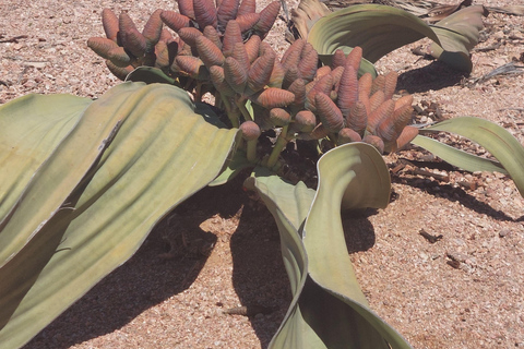 Swakopmund: Maanvallei, Spitzkoppe en schipbreuk combinatietourSwakopmund: Moonvalley, Spitzkoppe en Shipwreck-combinatietour