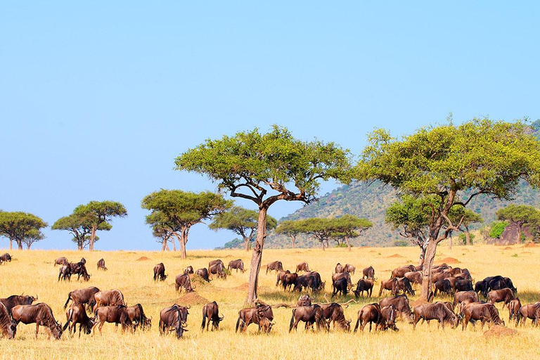 6-Day Masai Mara/Serengeti and Ngorongoro Crater