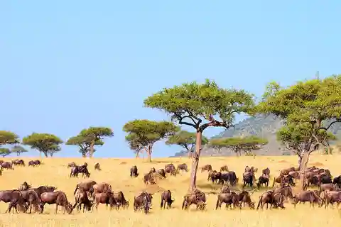 Safari Discovery Kenia de 8 días - Safari en jeep definitivo