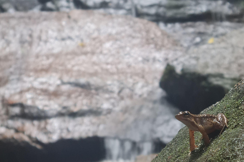 Tijuca Rain Forest - Adventure through Waterfalls & Caves Tijuca Rain Forest - Adventure through Waterfalls & Caves 2