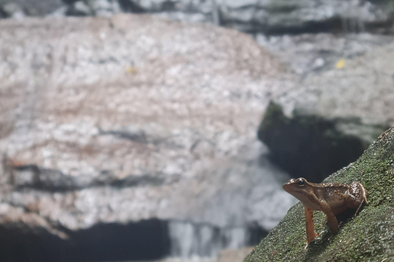 Tijuca Rain Forest - Adventure through Waterfalls & Caves Tijuca Rain Forest - Adventure through Waterfalls & Caves 2