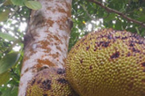 PARQUE NACIONAL DEL BOSQUE DE JOZANI Y GRANJA DE ESPECIAS