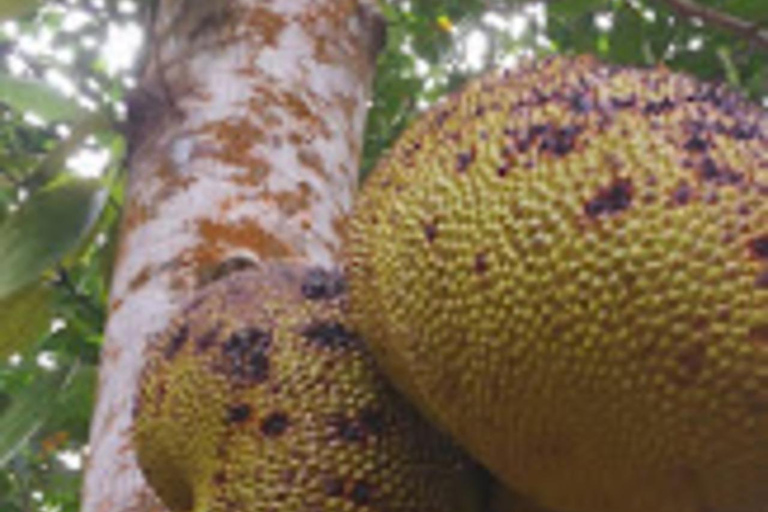 PARQUE NACIONAL DEL BOSQUE DE JOZANI Y GRANJA DE ESPECIAS