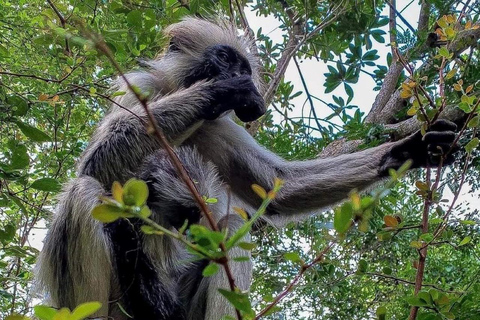 Zanzibar: Jozani nature walk and wildlife tour