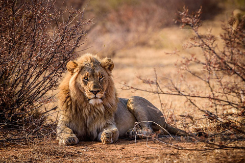 Dar es Salaam:Safari de 3 días en Mikumi &amp; Cascada &amp;Jeep de techo abierto